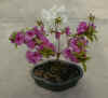 Plant05